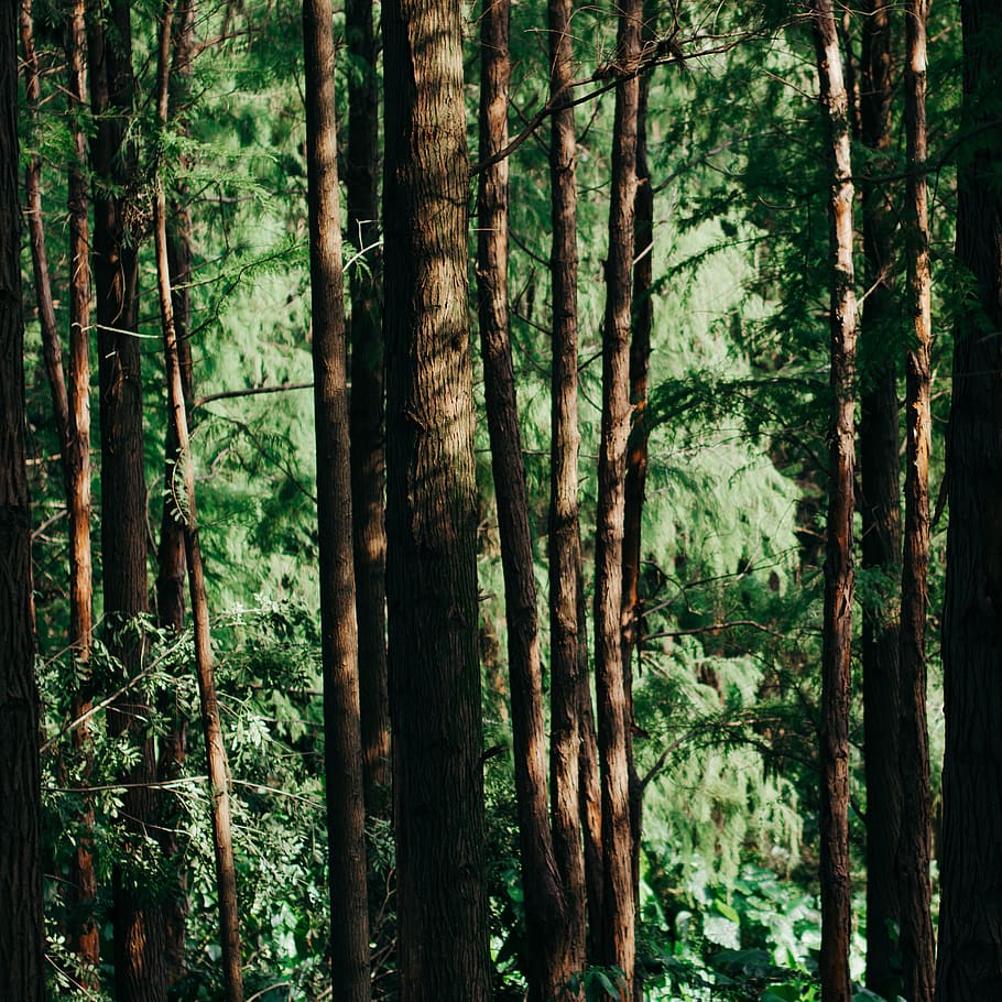 Photo Of Forest, conifer, environment, nature, trees, woods, plant HD wallpaper