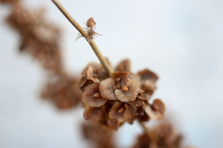 macro, nature, flower, stem, blossom, brown, close-up, selective focus HD wallpaper