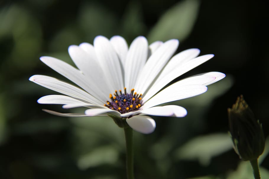 flower, white, nature, flowering plant, vulnerability, fragility HD wallpaper
