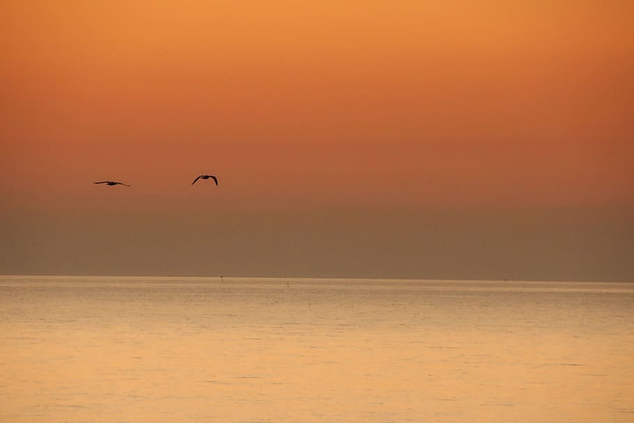 sunset, ocean, orange, sky, peace, pigeon, nature, silhouette HD wallpaper