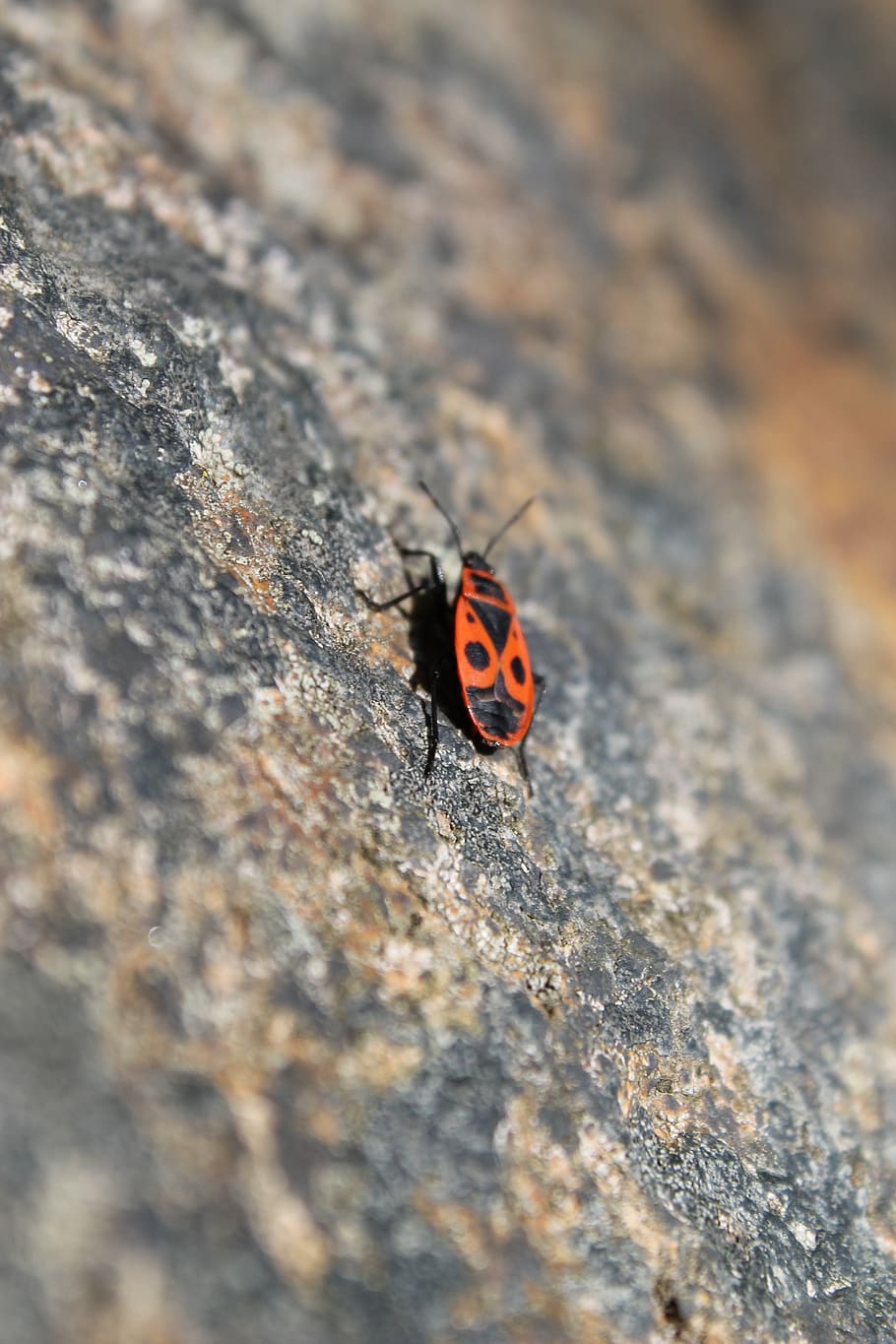 nature, bug, stone, insect, animal themes, invertebrate, one animal HD wallpaper