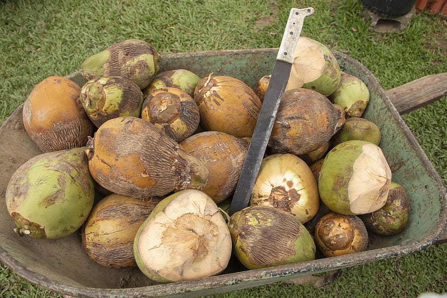 plant, bread, food, vegetable, produce, fruit, nut, pumpkin HD wallpaper