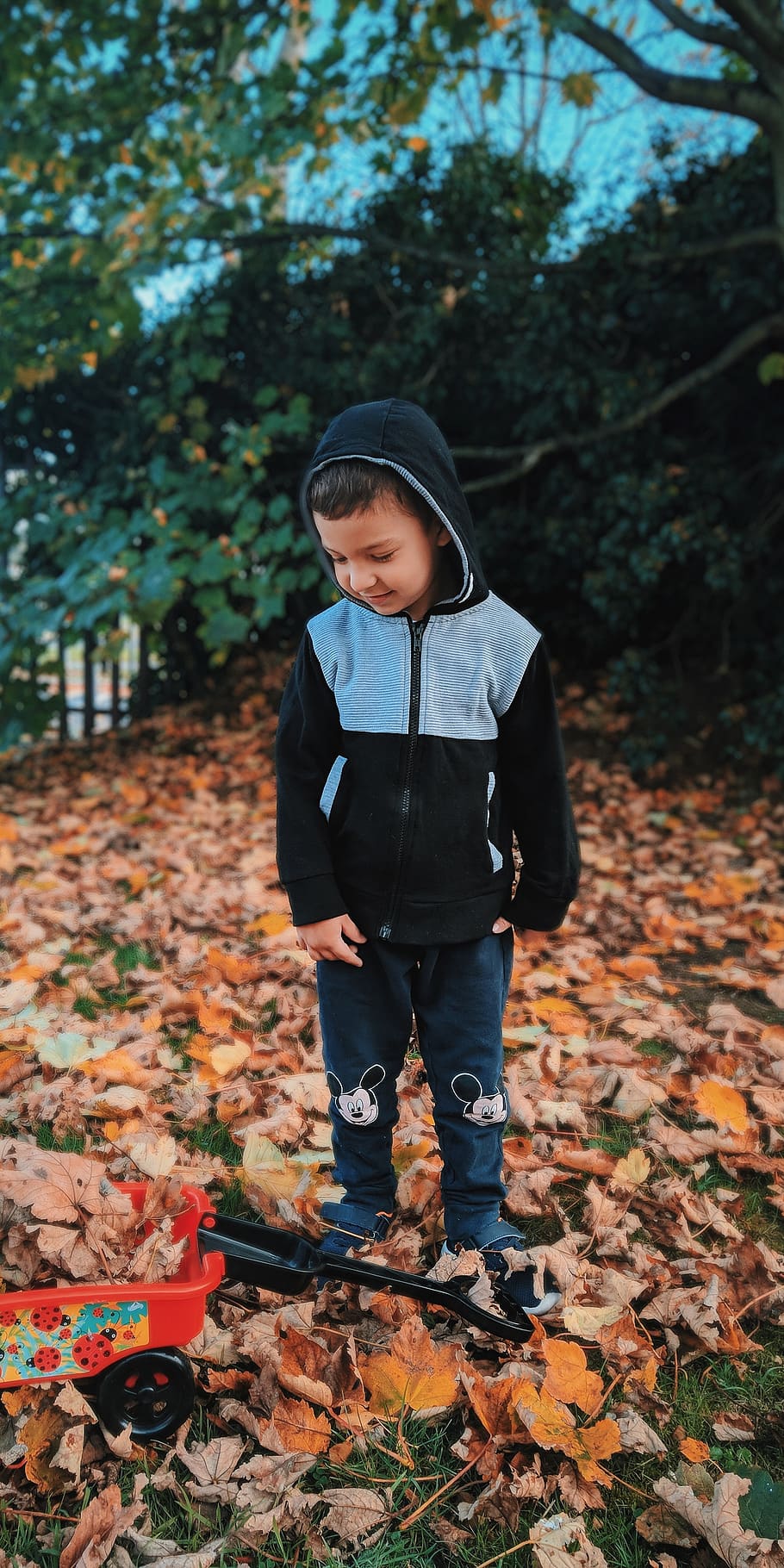 boy standing on dried leaves, human, person, people, plant, flora HD wallpaper