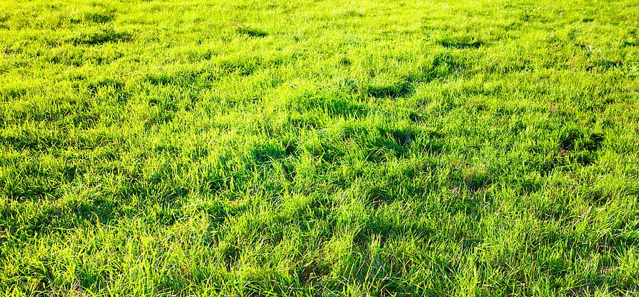 con2011, background, field, fresh, garden, grass, green, growth HD wallpaper