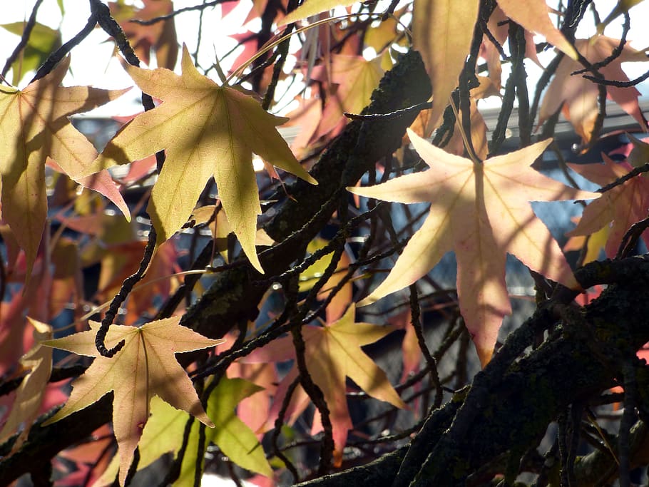 leaves, maple, nature, fall, colorful, autumn, season, tree HD wallpaper