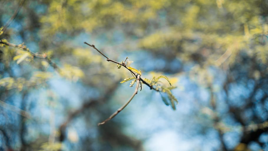 green-leafed plant, tree, insect, invertebrate, animal, conifer HD wallpaper