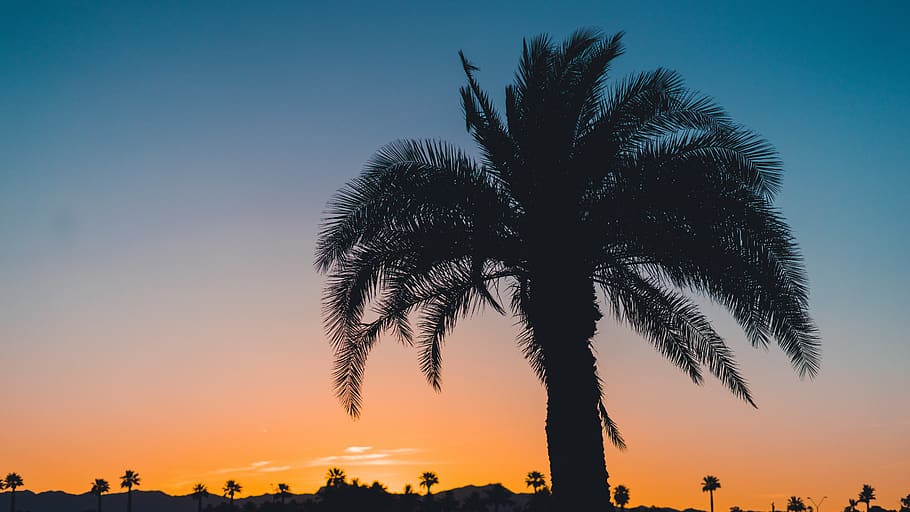 palm, trees, nature, plants, sky, clouds, sunset, view, silhouette HD wallpaper