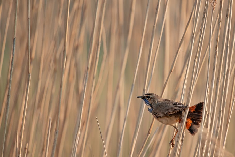 gray bird, animal wildlife, one animal, animal themes, animals in the wild HD wallpaper