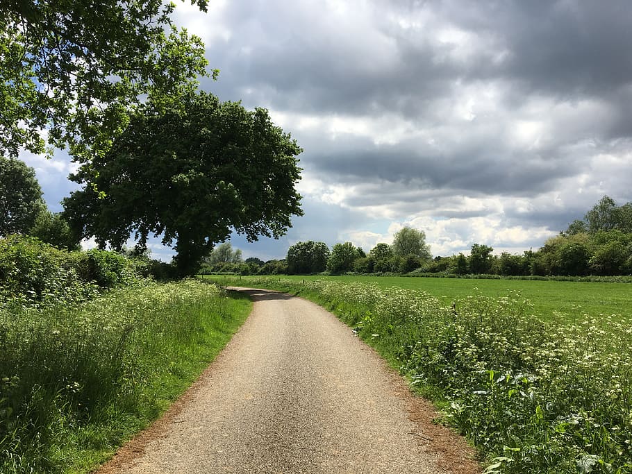 countryside, tree, flowers, clouds, dark clouds, meadow, walking HD wallpaper