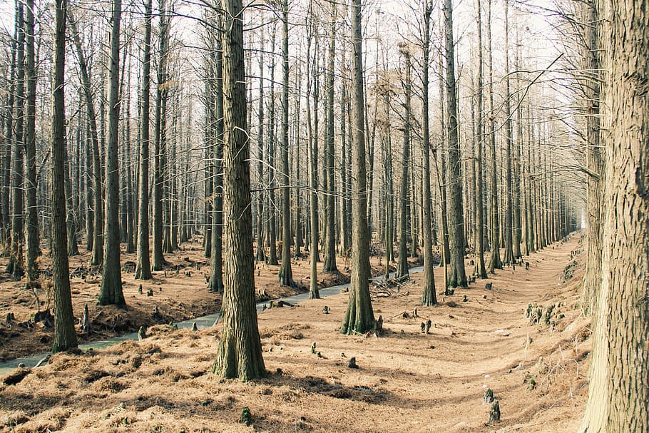trees, forest, plant, land, trunk, tree trunk, tranquility HD wallpaper