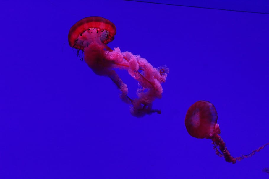 underwater, sea, animals in the wild, animal themes, sea life HD wallpaper