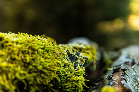 moss, branch, forest, nature, aesthetic, green, tree, wood HD wallpaper
