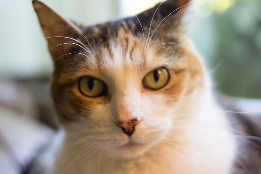 cat, calico, pet, lighting, tungsten, domestic cat, animal themes HD wallpaper