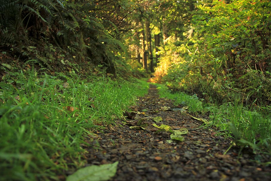 forest, trees, path, nature, leaves, plant, direction, the way forward HD wallpaper