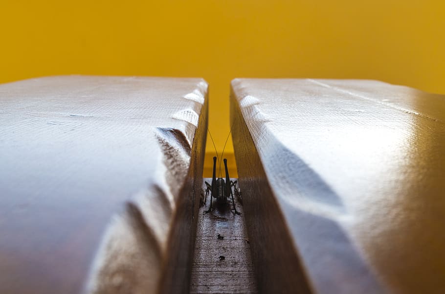 bug, bench, hidden, yellow, indoors, one person, selective focus HD wallpaper