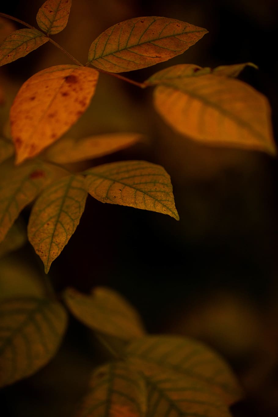 orange-leafed plant, human, person, people, united states, farmington hills HD wallpaper