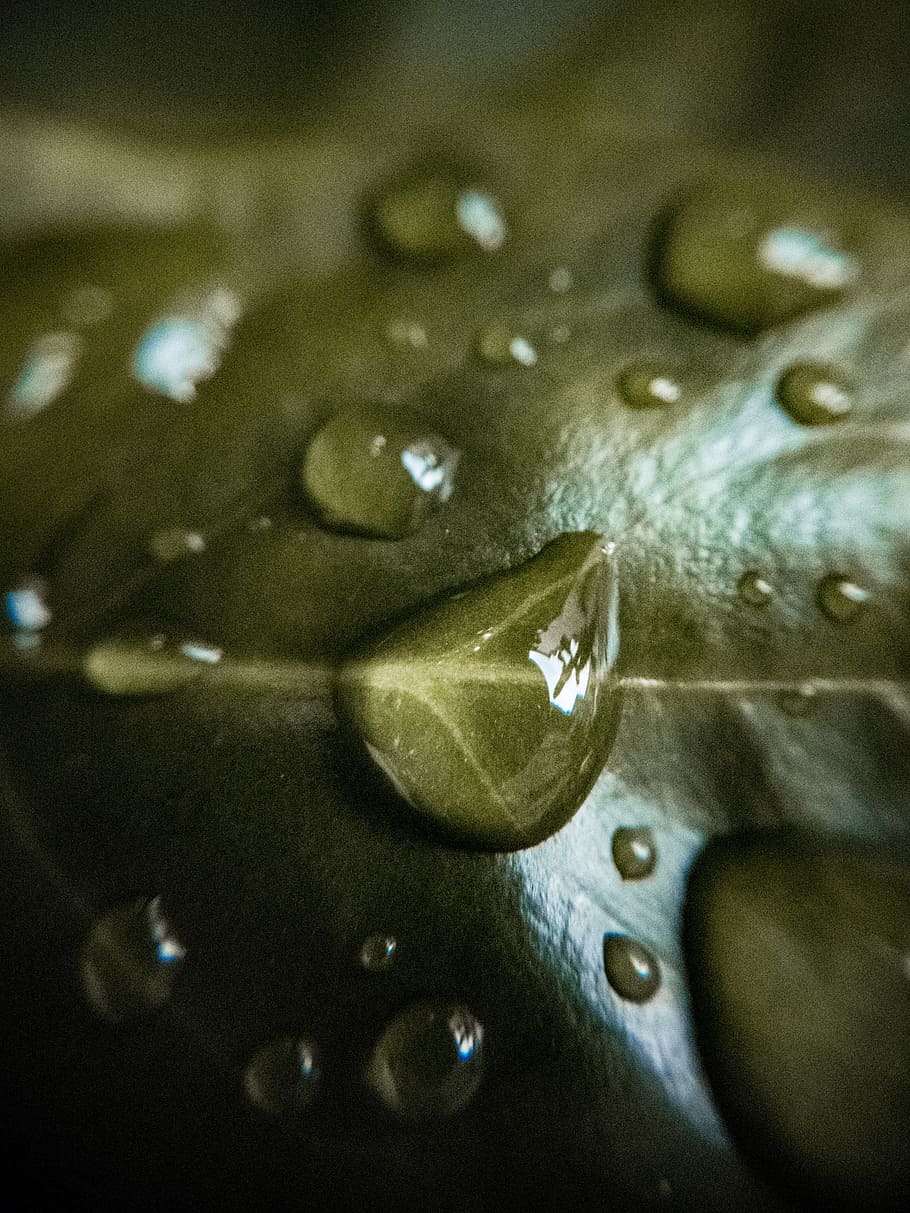 Macro-lens Photography of Water on Leaf, close-up, color, dew HD wallpaper