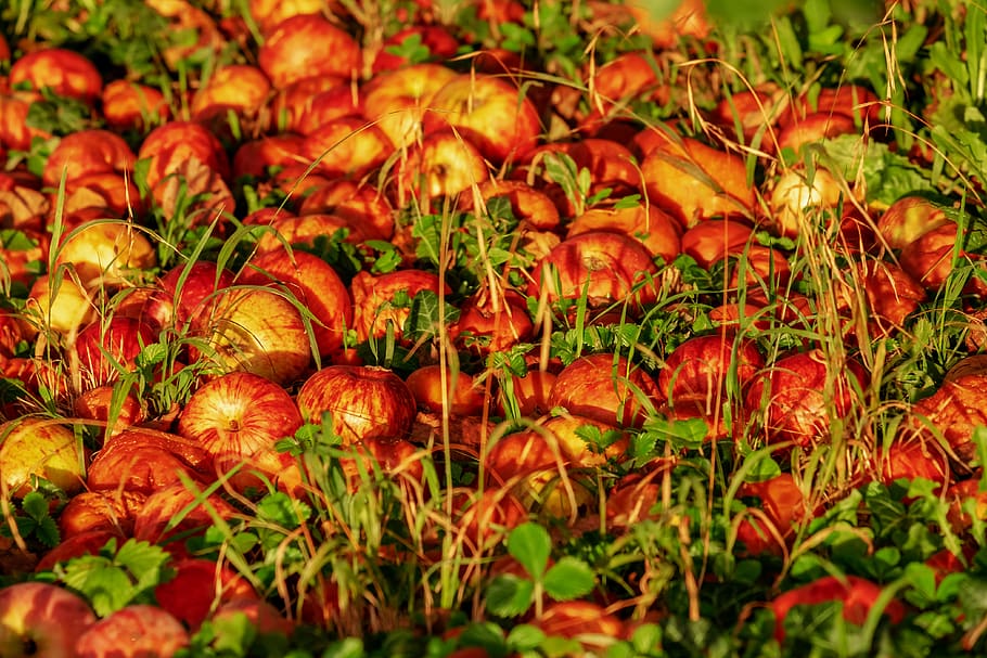 apple, royal gala, fruit, windfall, agriculture, red, shiny HD wallpaper