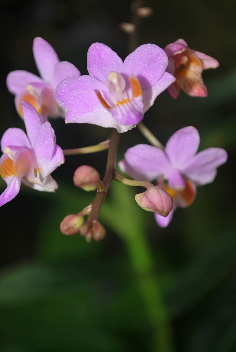 flower, orchids, rolling, scallops, message mountain, purple flowers HD wallpaper