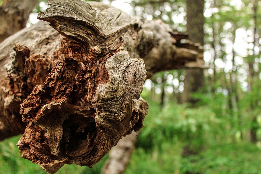 tree, plant, tree trunk, wood, tree stump, fungus, bird nest HD wallpaper