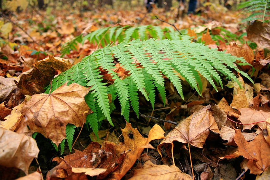 fern, natural, tropical, leaf, close-up, flora, plant, background HD wallpaper