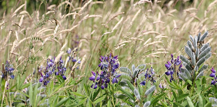 wild, fresh, flower, nature, garden, jungle, meadow, plant HD wallpaper