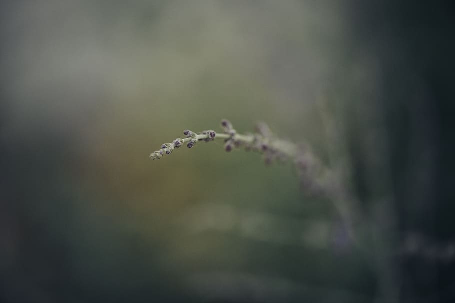 lavender, macro, soft, flower, no people, day, nature, plant HD wallpaper