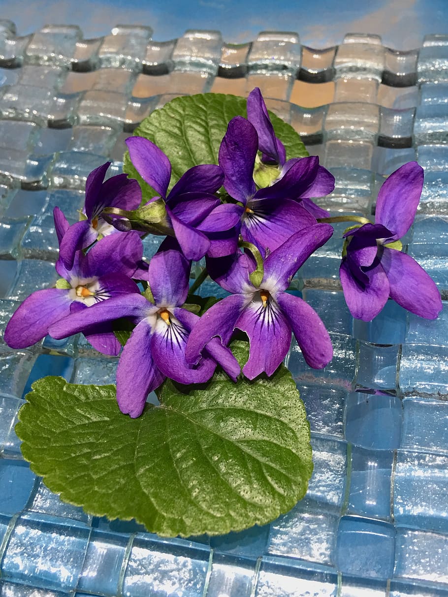 violets, petals violets, flower, plant, flora, flowers, garden HD wallpaper