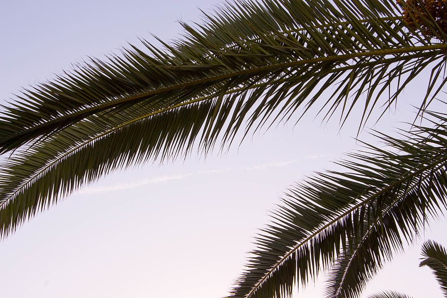 spain, álora, sun, palm tree, andalucia, holliday, green, tropical climate HD wallpaper
