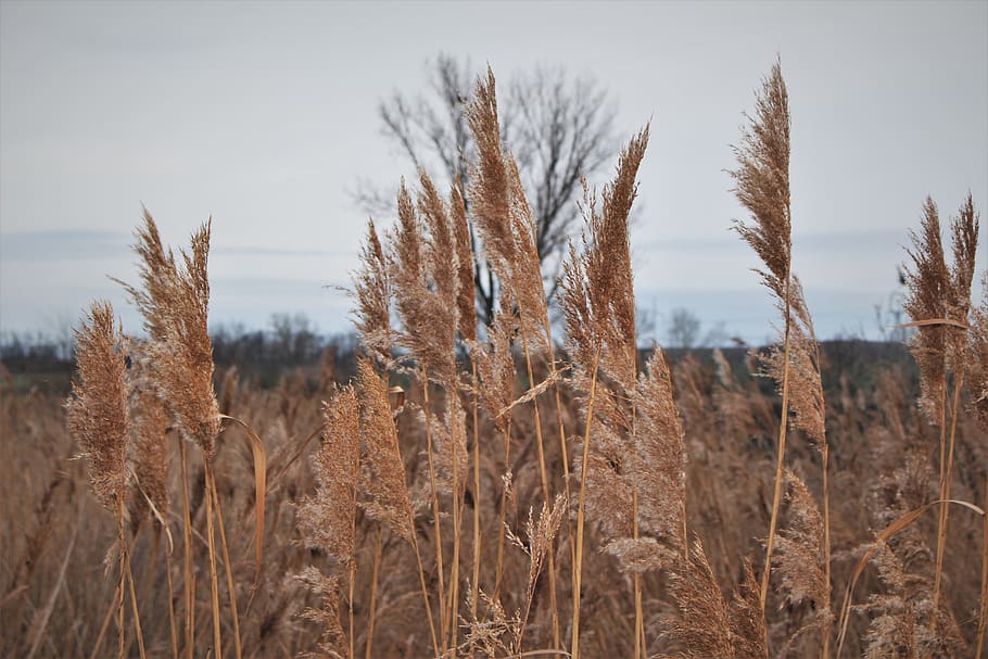 reeds, wallpaper, winter, tree, nature, plant, sky, growth HD wallpaper
