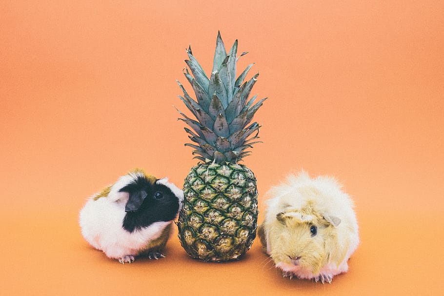 pineapple, dessert, appetizer, fruit, juice, crop, rabbit, animal themes HD wallpaper