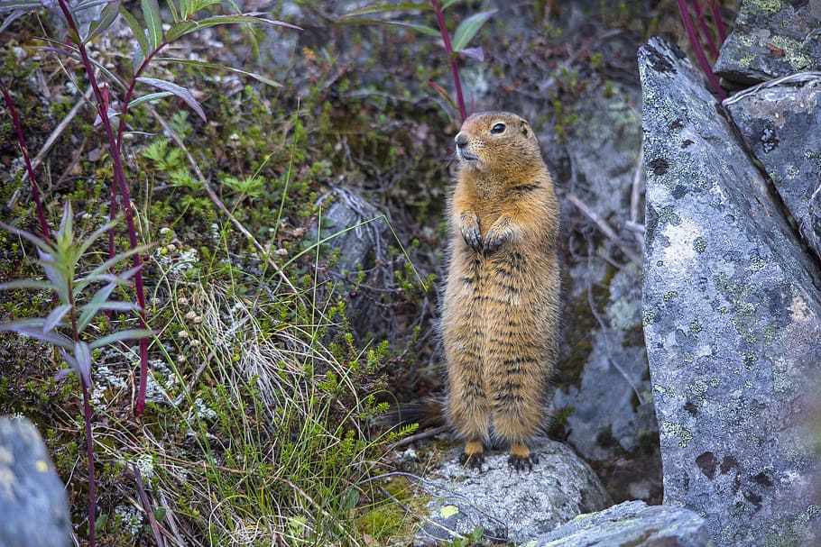 squirrel, arctic, ground, rock, furry, tail, cute, rodent, close HD wallpaper