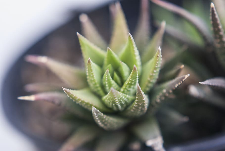 green, spines, cactus, plant, succulent plant, green color HD wallpaper