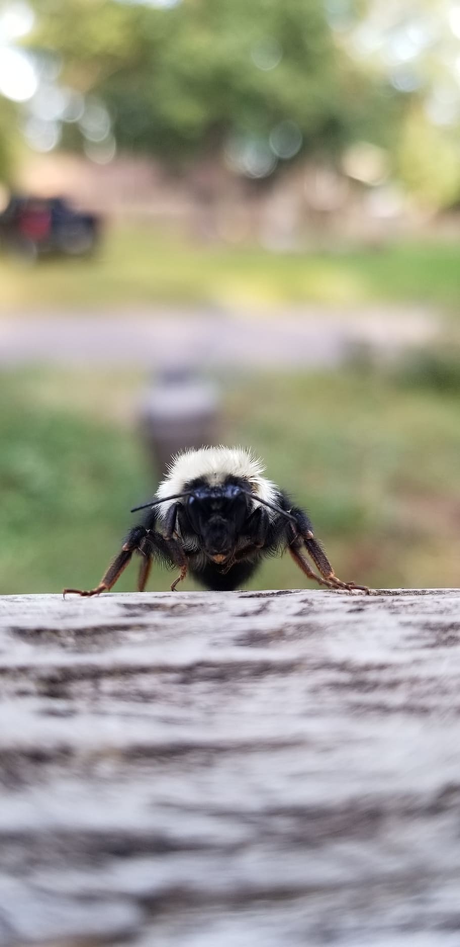 nature, bee, insect, summer, garden, beekeeping, bees, one animal HD wallpaper