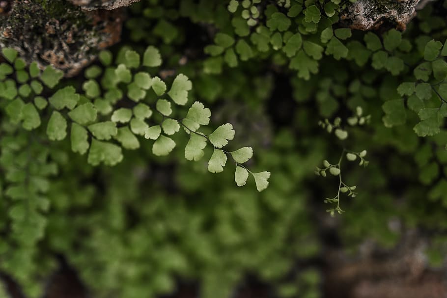 wallpaper, background, spring, flower, bloom, blossom, plant HD wallpaper