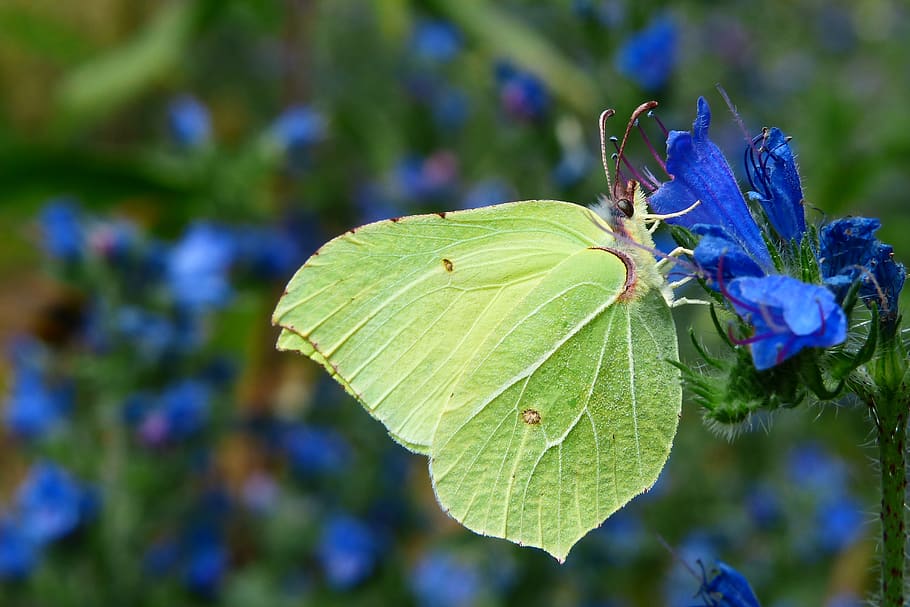 plant, growth, plant part, leaf, beauty in nature, close-up HD wallpaper