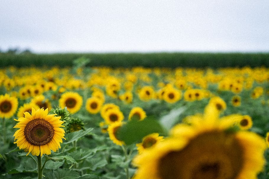 sun flower field, sunflower, plant, flora, blossom, meadow, blur HD wallpaper