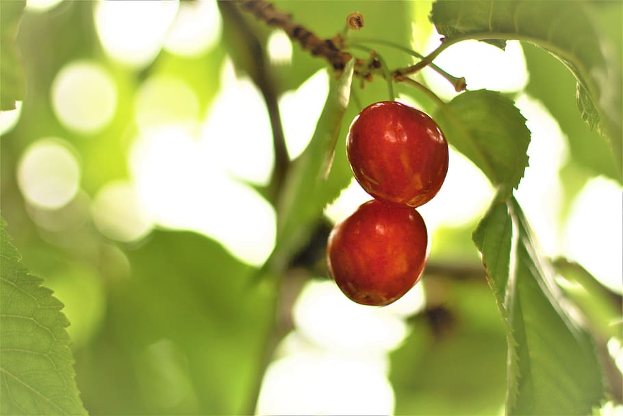 cherry, fruit, red, fresh, leaves, light, orchard, food and drink HD wallpaper