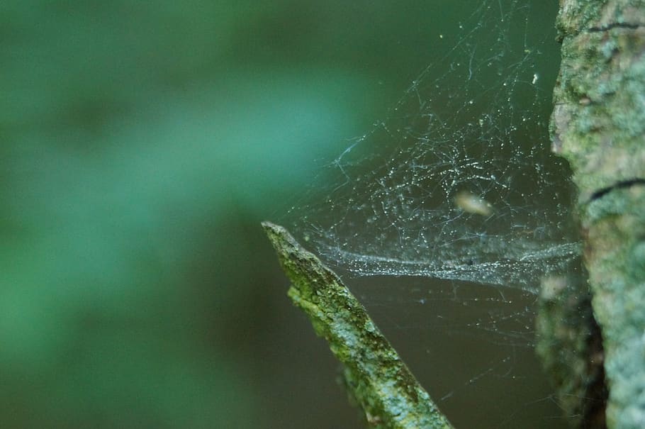 spiderweb, natural, cobwebs, macro, trap, dew, pattern, close-up HD wallpaper