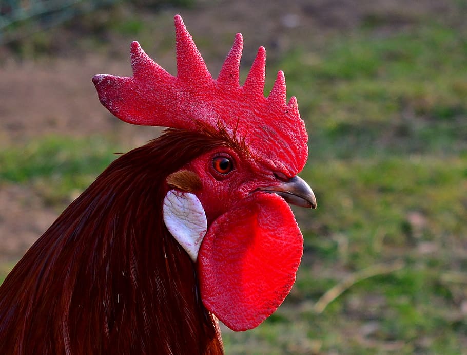 hahn, farm, pride, gockel, rooster head, bird, red, animal themes HD wallpaper