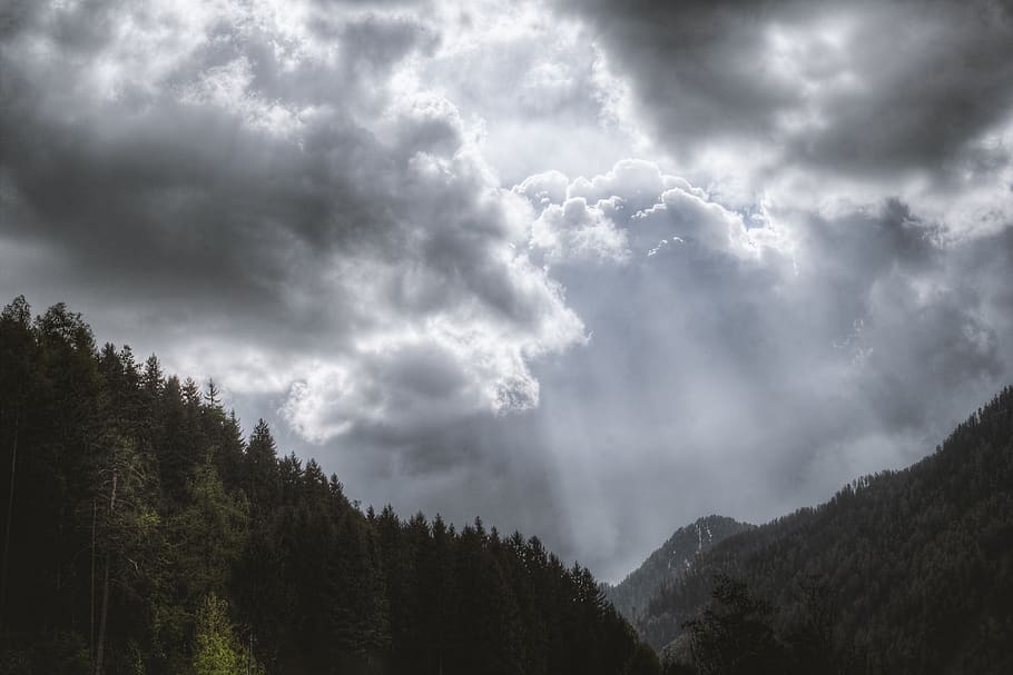 Photography of Pine Trees Under Cloudy Sky, cloudiness, clouds HD wallpaper