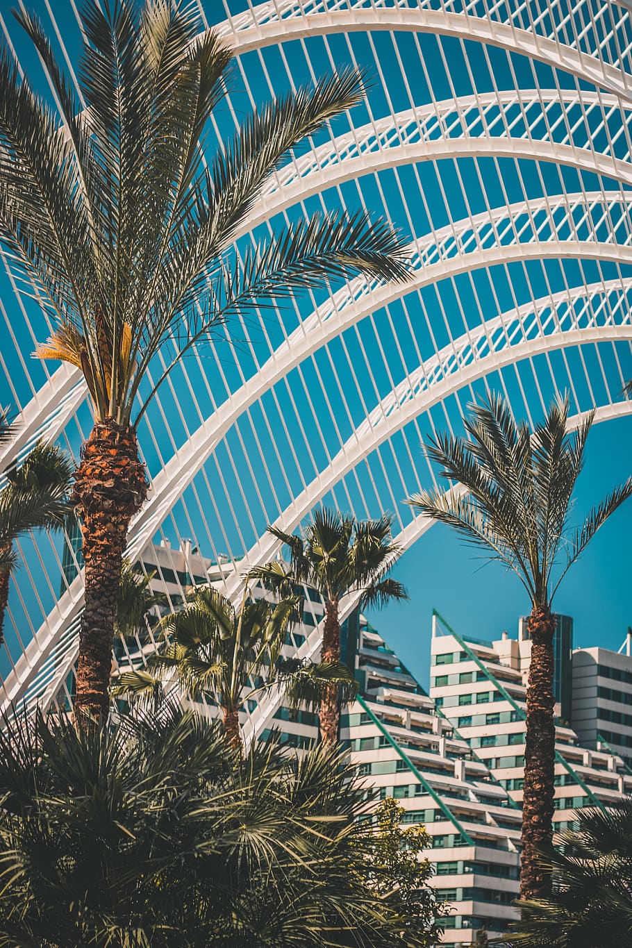 palm trees near building, tropical climate, plant, growth, leaf HD wallpaper