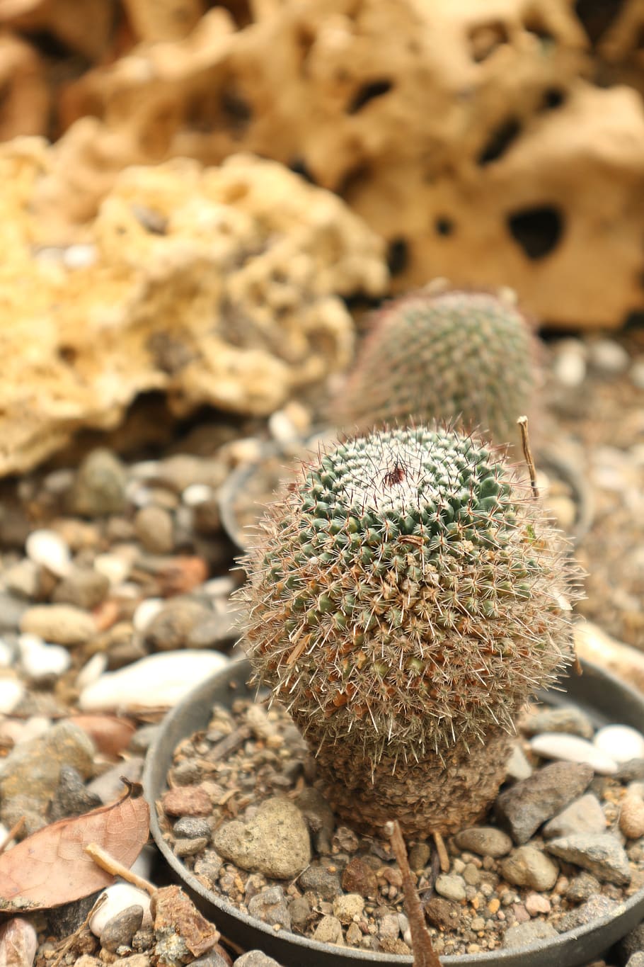 cactus, plant, nature, close-up, succulent plant, focus on foreground HD wallpaper