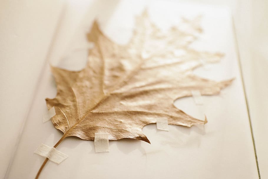 Brown Dried Leaf, abstract, autumn leaf, dry, fall, flora, flower HD wallpaper