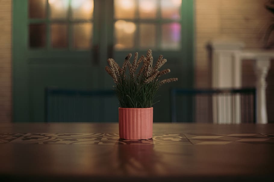 Potted Plant on Table, houseplant, pot plant, still life, indoors HD wallpaper