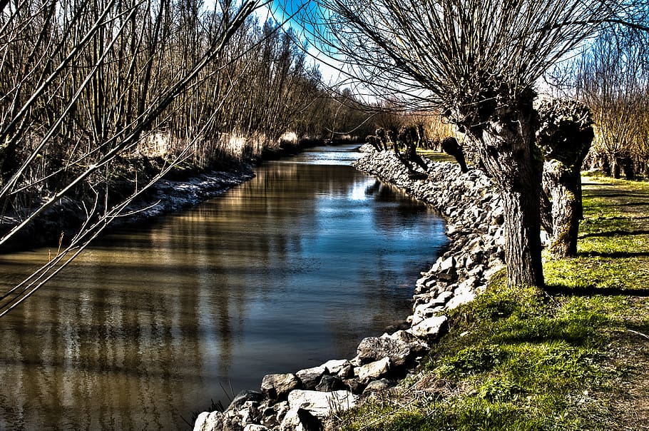 netherlands, rhoon, tree, water, plant, tranquility, no people HD wallpaper