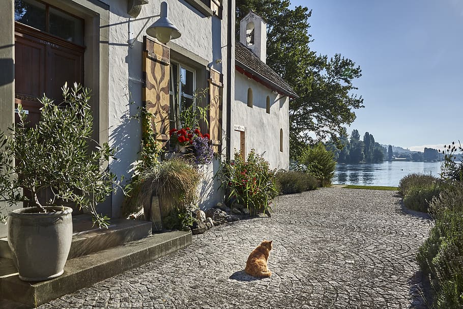 architecture, house, cat, island, building, old house, facade HD wallpaper