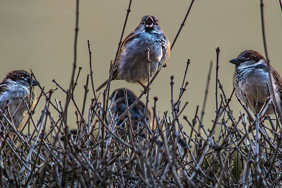 sparrows, sing, birds, spring, plumage, herd, hedge, the sparrow HD wallpaper