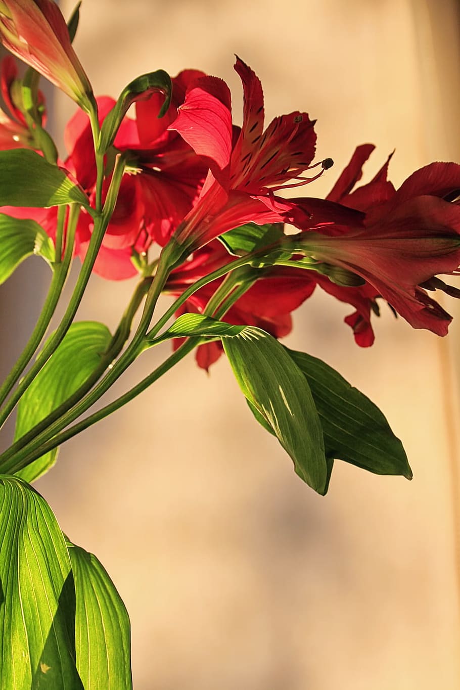 beautiful, red, closeup, flower, nature, nobody, petal, plant HD wallpaper