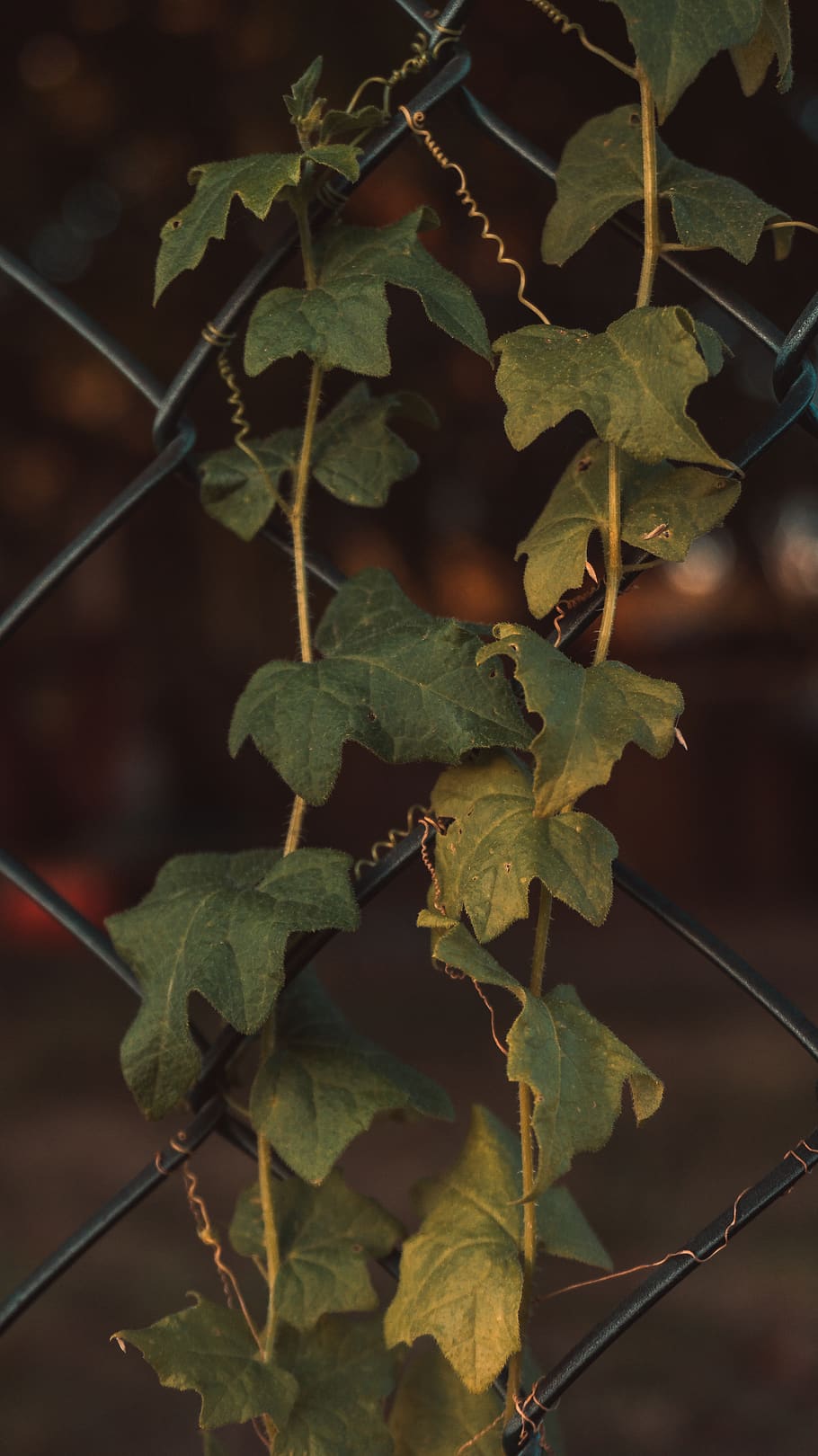 green leaves plant, ivy, flora, leaf, germany, lich, eberstadt HD wallpaper